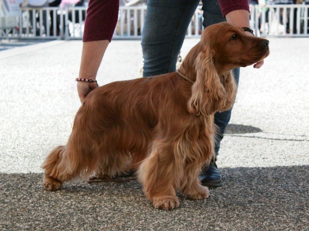 du Vallon de L'Oriol - Exposition Canine de Vallauris