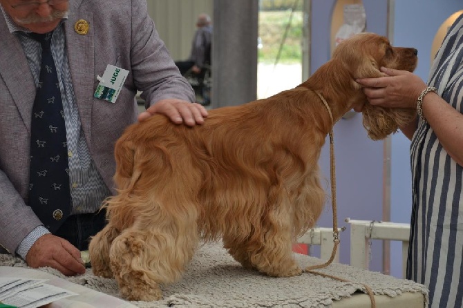 du Vallon de L'Oriol - Exposition Canine Avignon 09.05.2014