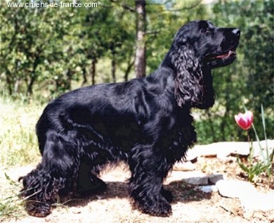 TR. CH. Belle histoire du Vallon de L'Oriol