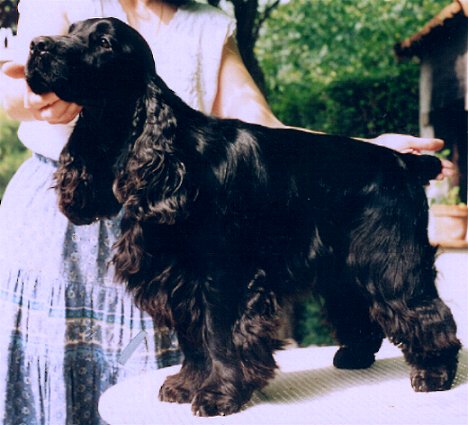 TR. CH. Gibbson du Vallon de L'Oriol