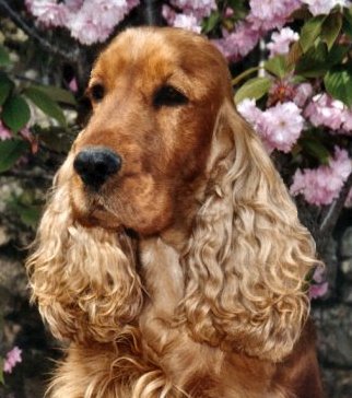 Mozart du Vallon de L'Oriol