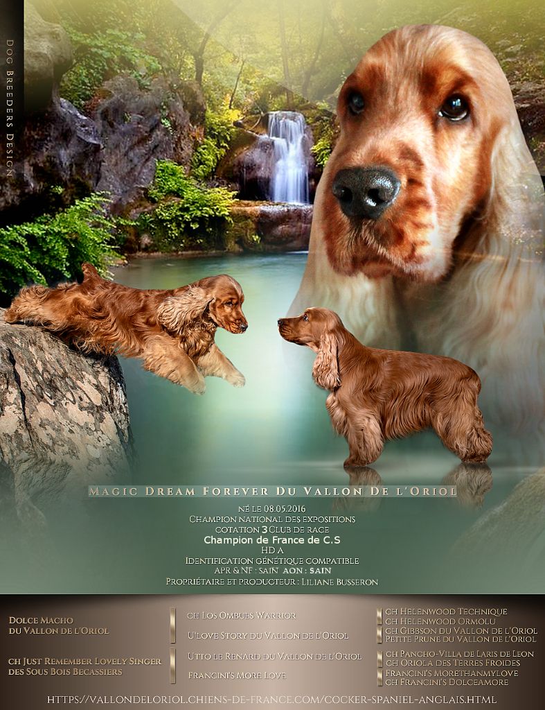 CH. Magic dream forever du Vallon de L'Oriol