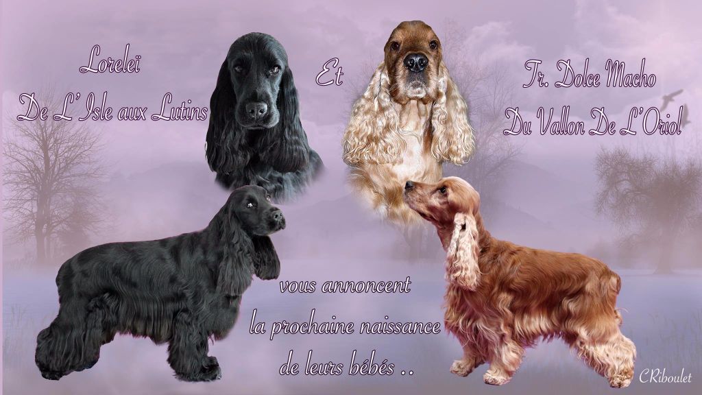 du Vallon de L'Oriol - Des bébés sont attendus