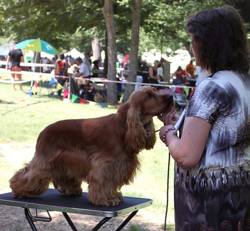 du Vallon de L'Oriol - 18.06.2017 Trets, expo canine