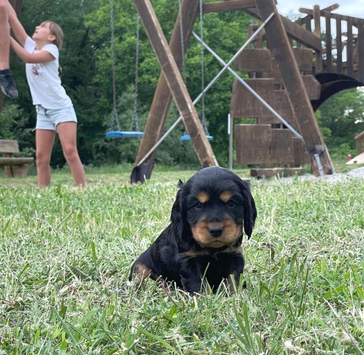 du Vallon de L'Oriol - Chiots disponibles