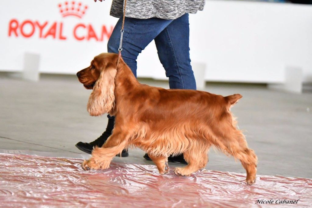 du Vallon de L'Oriol - Expo canine Alès 