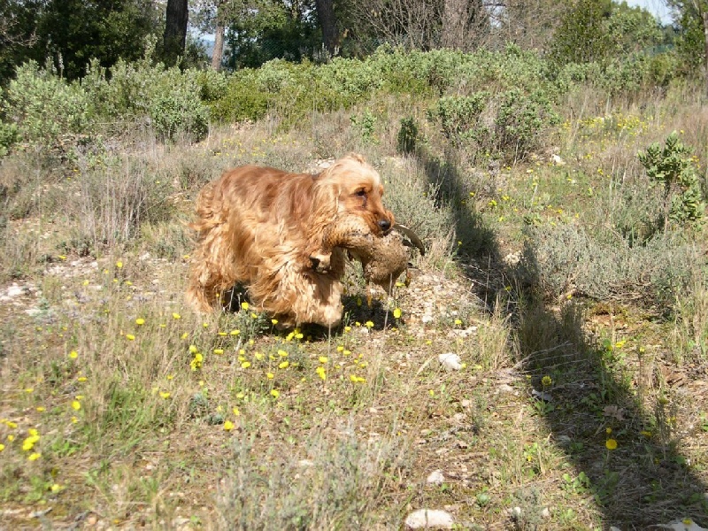 Chasse et Fields