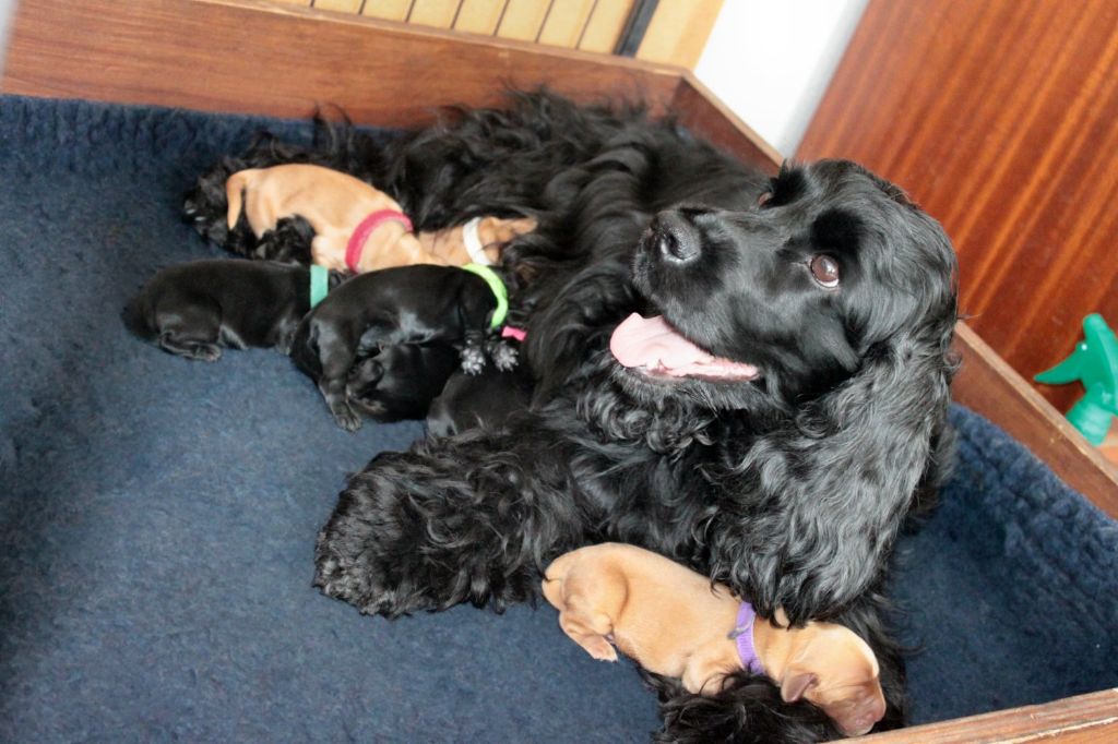 du Vallon de L'Oriol - Cocker Spaniel Anglais - Portée née le 30/04/2019