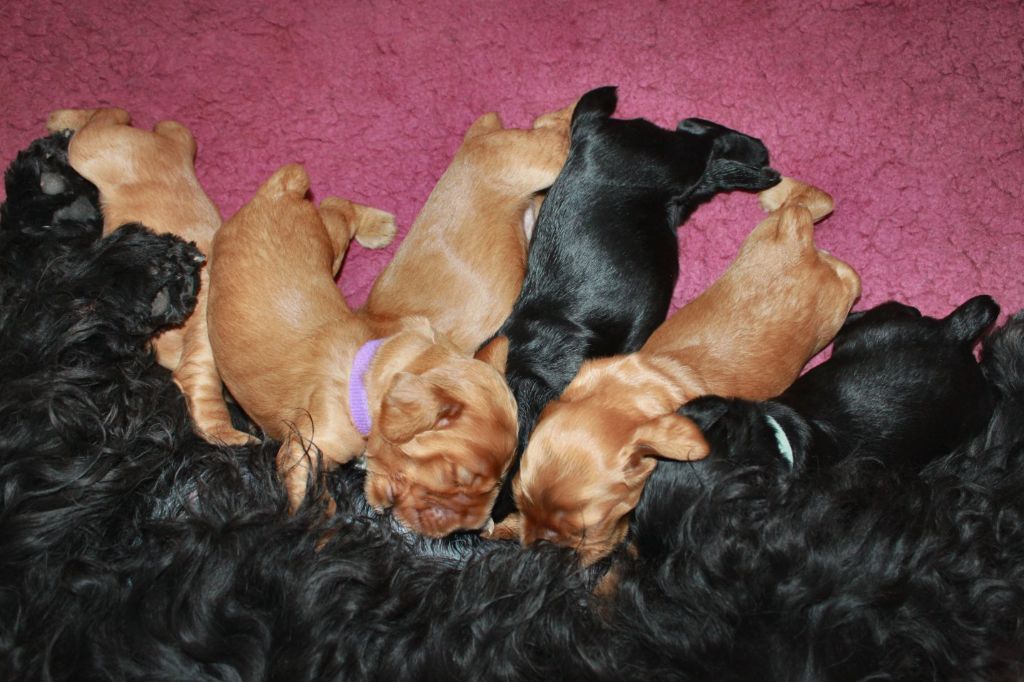 du Vallon de L'Oriol - Cocker Spaniel Anglais - Portée née le 13/10/2020