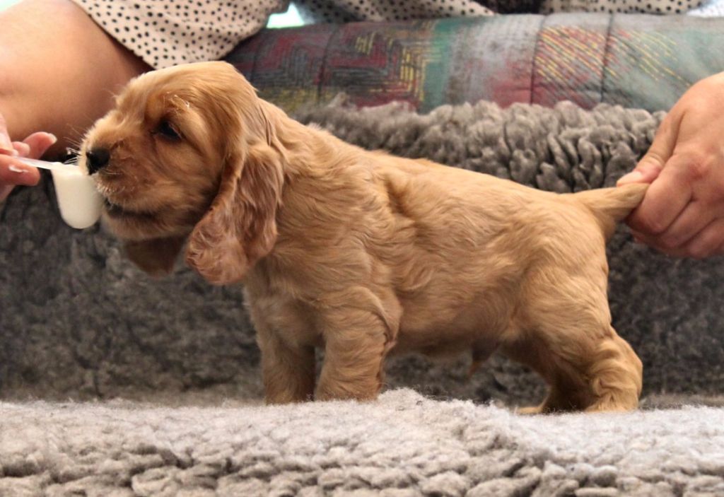du Vallon de L'Oriol - Cocker Spaniel Anglais - Portée née le 28/04/2017